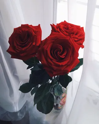 Букет роз, розы на окне, красивый букет, красные розы | Love rose flower,  Rose flower wallpaper, Red roses wallpaper