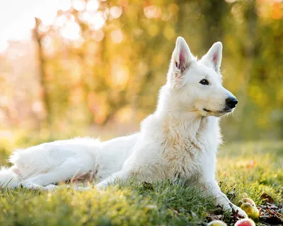 Белая швейцарская овчарка - это сильная, умная и уверенная в себе собака.