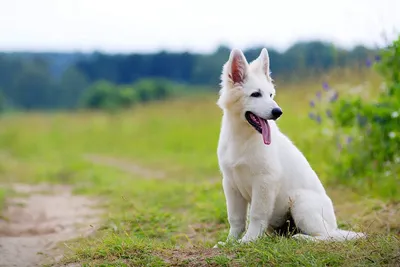 Белая швейцарская овчарка щенки (39 лучших фото)