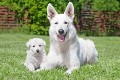 Белая швейцарская овчарка: все о собаке, фото, описание породы, характер,  цена