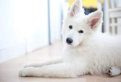 Породы собак белого окраса | Смотреть 30 фото бесплатно