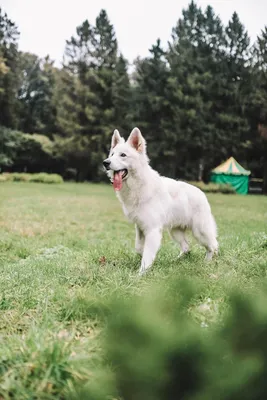 Белая швейцарская овчарка | Animals, Dogs, Husky