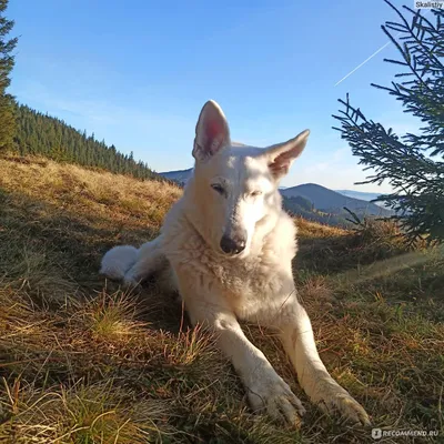 Белая швейцарская овчарка (БШО) - «Это больше, чем собака, это - Друг!» |  отзывы