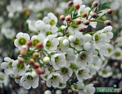 Российский Сервис Онлайн-Дневников | Wax flowers, White wax flower, Classic  wedding flowers