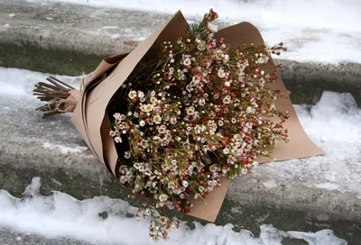 Очень простой, но невероятно красивый букет! Нежнейшие цветы и наисвежайший  лесной аромат Ваксфлауэр в крафте - 2300 руб! … | Названия цветов, Букет,  Цветы