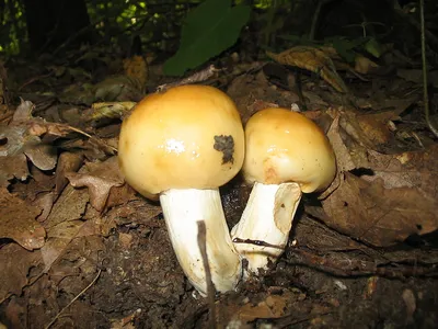 Валуй (гриб) — Вікіпедія