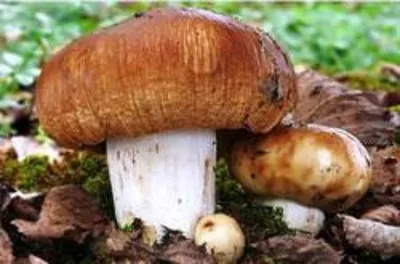 Гриб валуй: описание, вкус, места произрастания, похожие съедобные,  ядовитые грибы, как собирать, приготовить, маринование, засолка