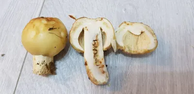 Валуй (2 фото) гриб опознан