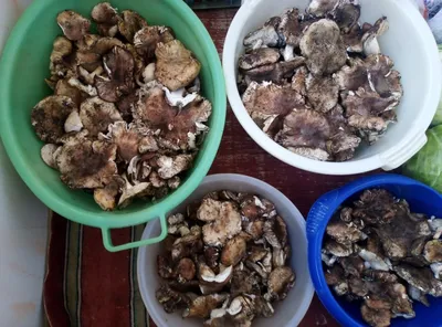 Астраханцы собирают грибы ведрами. Фото | АРБУЗ