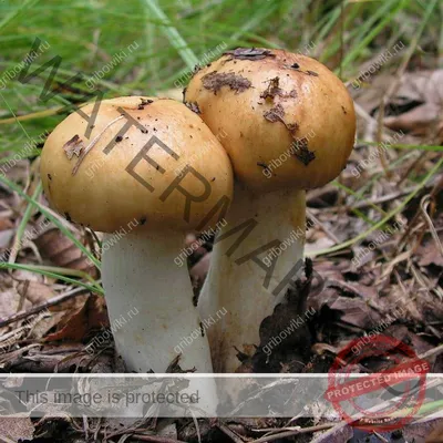 Валуй — описание гриба, где растет, похожие виды, фото, как готовить