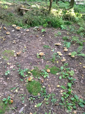 Грибы (Russula foetens) валуй - «Гриб не из простых в плане приготовления.  Зачем его\"топить\" и что делать после? Всё расскажу. » | отзывы