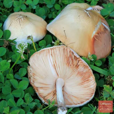 🍄 Ложный валуй (Hebeloma crustuliniforme) — Ядовитые грибы, описание, фото  | LePlants.ru