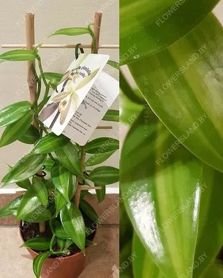 Купить орхидея ваниль в горшке минск — интернет-магазин растений Villa Ma с  доставкой комнатное растение, купить орхидея ваниль Vanilla почтой курьером  в наличии, купить ванильная орхидея ваниль растение лиана на опоре в