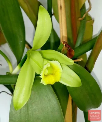 Ваниль плосколистная (Vanilla planifolia) — описание, выращивание, фото |  на LePlants.ru