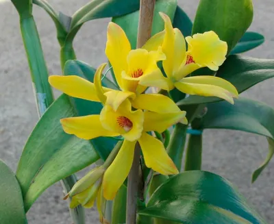 Орхидея ваниль: уход в домашних условиях, посадка и размножение