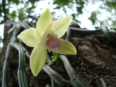 Vanilla aphylla — Википедия