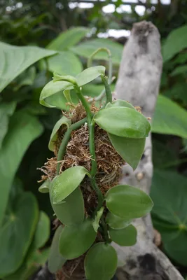 Коллекции растений ЦСБС СО РАН - Vanilla planifolia Andrews – Ваниль  плосколистная