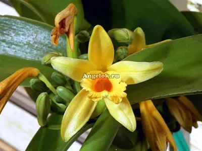 Ваниль плосколистная (Vanilla planifolia) Каталог орхидей - фаленопсисов,  каттлей, ванд, дендробиумов со всего мира от интернет магазина Ангелок