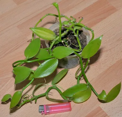 Ваниль Орхидея Vanilla: 300 грн. - Комнатные растения Киев на Olx