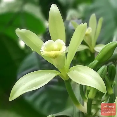 Ваниль плосколистная (Vanilla planifolia) — описание, выращивание, фото |  на LePlants.ru