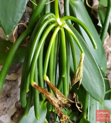 Ваниль плосколистная (Vanilla planifolia) — описание, выращивание, фото |  на LePlants.ru