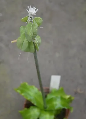 Коллекции растений ЦСБС СО РАН - Veltheimia capensis (L.) Redouté –  Вельтгеймия капская