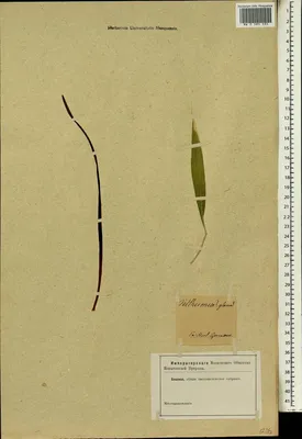 MW0585595, Veltheimia viridiflora (Вельтгеймия зеленоцветковая), specimen