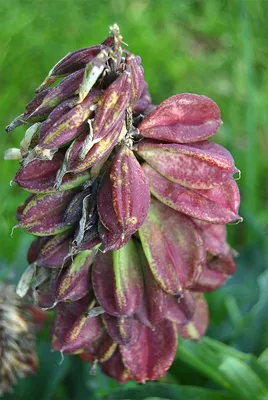 Veltheimia capensis - Изображение особи - Плантариум