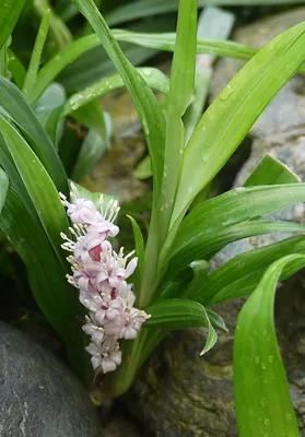 Коллекции растений ЦСБС СО РАН - Reineckia carnea (Andrews) Kunth –  Рейнекия телесная