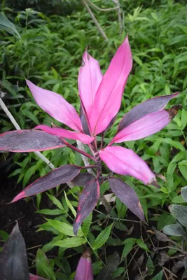 Коллекции растений ЦСБС СО РАН - Cordyline fruticosa (L.) A.Chev.  cv.Baptistii – Кордилина кустарниковая cv.Baptistii