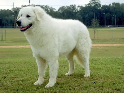 Белые большие собаки | Смотреть 21 фото бесплатно
