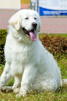 Белые большие собаки (45 лучших фото)