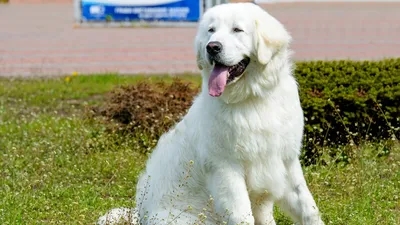 Кувас - описание породы собак: характер, особенности поведения, размер,  отзывы и фото - Питомцы Mail.ru