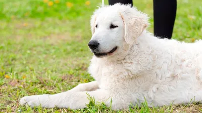 Кувас - описание породы собак: характер, особенности поведения, размер,  отзывы и фото - Питомцы Mail.ru