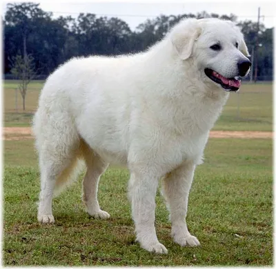 Белые большие собаки породы (62 лучших фото)