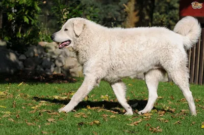 All About the Hungarian Kuvasz Dog Breed | Pets4Homes | Kuvasz, Dog breeds,  Large dog breeds