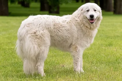 Белая крупная собака (54 лучших фото)