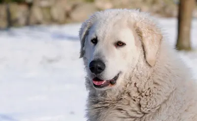 Кувас (фото): Невероятно красивая и свободолюбивая собака Смотри больше  http://kot-pes.com/kuvas-foto/ | Dog breeds, Kuvasz, Working dogs