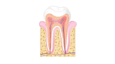 Зубной абсцесс: симптомы, лечение