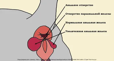 Параанальные железы у собак, как чистить, симптомы, лечение