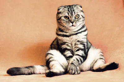 Паранальный синусит кошки - клиническая картина.