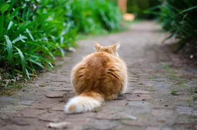 Абсцесс у кошек и котов: признаки и методы лечения нарывов | 3ККК Кошки,  коты и котята | Дзен