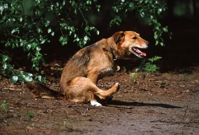Чистка параанальных желез собакам в Москве