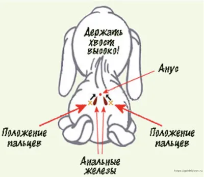 Воспаление «параанальных желёз» у кошек и собак