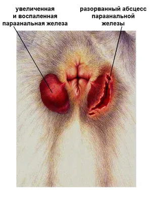 Параанальные железы у кошек: где расположены и для чего нужны, закупорка и абсцесс  параанальных желез у кошек, лечение и механическая чистка