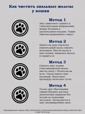 Если не ухаживать за питомцем - Если не ухаживать за питомцем - Полезно  знать - Полезно знать - Студия груминга GROOM LAB