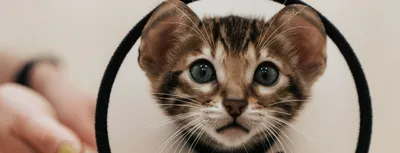 Ветеринарная клиника Севастополь på Instagram: \"Клинический случай Многие  владельцы не знают о наличии параанальных желез у кошки и о том какие  проблемы могут быть с ними связаны. \"Почистить попу\", \" техосмотр\", \"