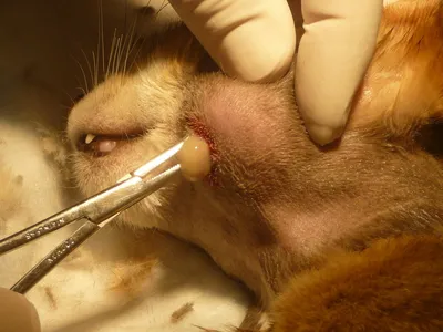Параанальные железы у кошки: воспаление, лечение, чистка