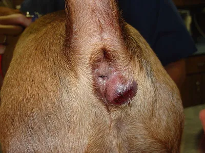 Абсцесс параанальных желез у собак фото фото
