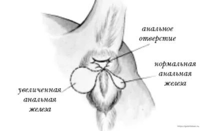 Параанальные железы у собак: как почистить , воспаление и лечение